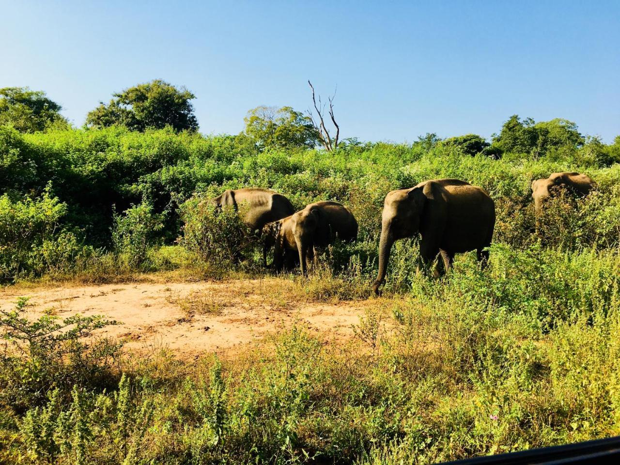 Atha Safari Resort & Riverside Camping Udawalawe Luaran gambar