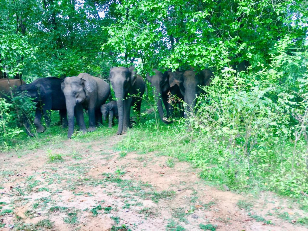 Atha Safari Resort & Riverside Camping Udawalawe Luaran gambar